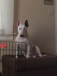 English Bull Terrier 6yrs Old