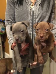For sell bully puppies