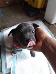 Blue Pitbull Terrior puppy for sale