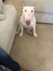 6 month old bull terrier for sale