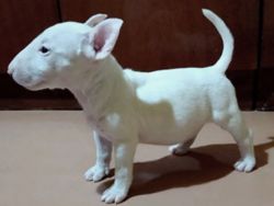 Healthy English Bull Terrier Puppies