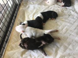 Selling Unique Bull Terriers (New Borns)