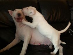 Perfect Bull Terrier Puppies For Sale