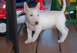 Bull terrier puppies ready to go to any loving and caring home