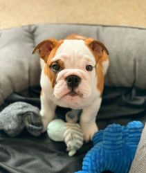 Lovely english and french bulldog pups for sale