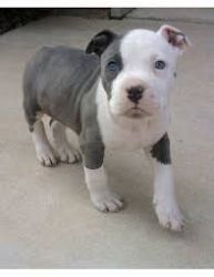 Pit Bull Puppies Available