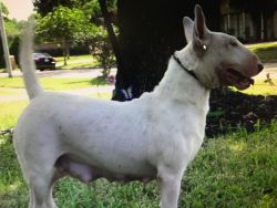 Beautiful bull terrier puppies for sale
