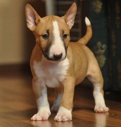 Champion Pedigree Bull Terrier Puppies for sale