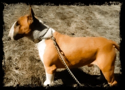 Bull Terriers For Adoption