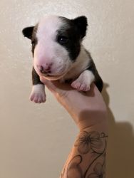 Beautiful male mini bull terrier