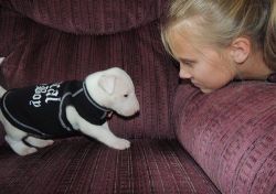 Bull Terrier Puppies Available for Adoption.