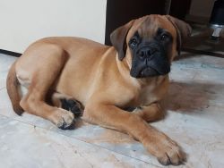 Bull mastiff puppy -4 months old with all vaccination done