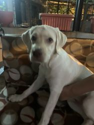 Need to sell 5 months old lab dog