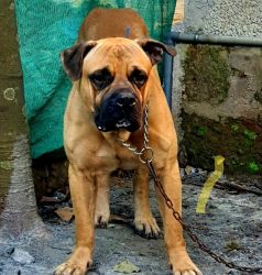 Bullmastiff male for sale 3 years old