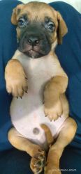 Bullmastiff Show Quality 5 Puppies (2 male and 3 female)