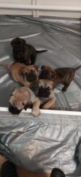 Bullmastiff puppies for sale