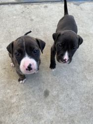 Puppies! Pick up in Pomona CA