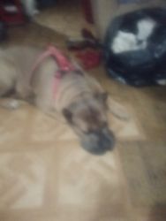 Can Corso for sale needs loving home people friendly and loves kids