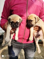 Bullmastrif puppies for sale