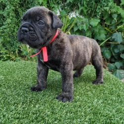 Lovely male and female bullmastiff puppies