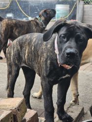 Double BullMastiffs for FREE! 6 months old!
