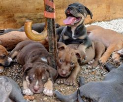 9 puppies for sale