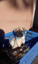 bull mastiff male pup for sell