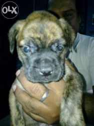 Bull Mastiff is Available for you