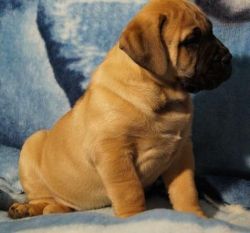 mastiff puppy for sale