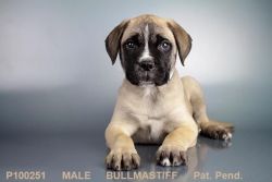 Male Bull Mastiff Puppy