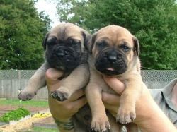 orgeous pedigree Bullmastiff puppies for sale