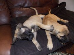 Charming Bullmastiff puppies for sale