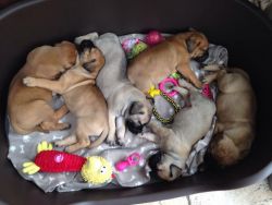 Fantastic Litter Of 8 Akc Reg Bullmastiff Puppies