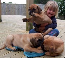 M&f Bullmastiff Puppies Ready For Rehoming,