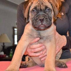 Guarantee AKC Bullmastiff puppies for sale