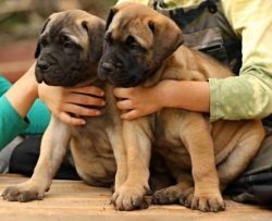 M&f Bullmastiff Puppies Ready For Rehoming
