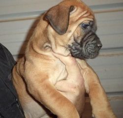 Akc Female And Male Bullmastiff Puppies For Sale