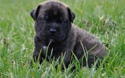 Akc M/f Bullmastiff Puppies For Sale