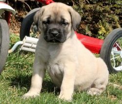 10 Weeks Old Male And Female Mastiff Puppies Ready