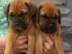 Bull Mastiff litters for a good home
