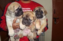 Stunning Presa Canario Bullmastiff Puppies