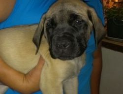 Lovely Bullmastiff Puppies For Sale
