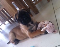 Bullmassif puppies available