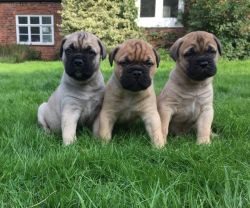 Adorable brown bullmasstiff pups for sale