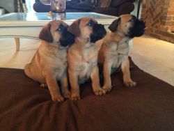 Stunning Kc Reg Bullmastiff Puppies For Sale