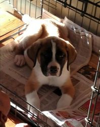 Beautiful American Bandogge Mastiff puppies for sale