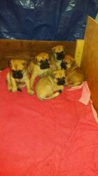Bullmastiff Puppies For Sale, Ready 21/01/17