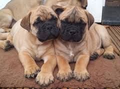 Bullmastiff puppies for sale with all shots till date