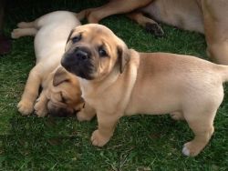 Charming Bullmastiff puppies for sale