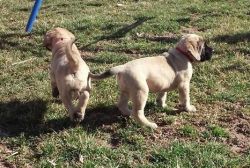 Mastiff Puppies for Sale